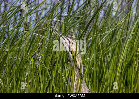 Un Bittern americano (Botaurus lentiginosus) si nasconde in erba alta presso il rifugio Merced National Wildlife nella Central Valley of California USA Foto Stock