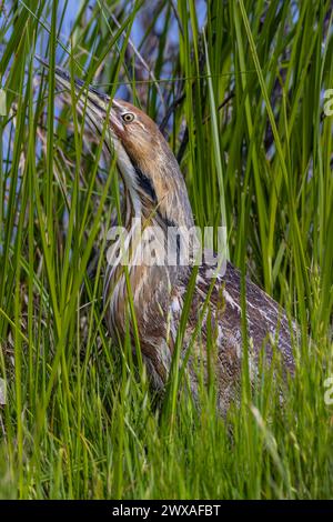 Un Bittern americano (Botaurus lentiginosus) si nasconde in erba alta presso il rifugio Merced National Wildlife nella Central Valley of California USA Foto Stock