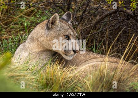 Primo piano di puma adagiato da un fitto cespuglio Foto Stock