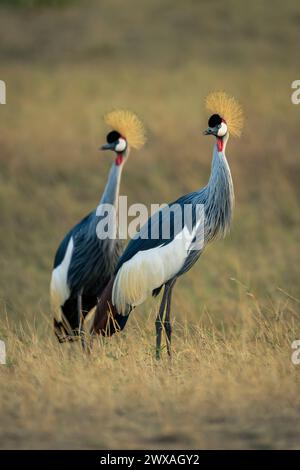 Due gru coronate grigie affiancate nelle praterie Foto Stock