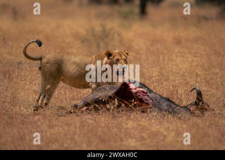 Il giovane leone maschile si erge accanto alla carcassa degli GNU Foto Stock