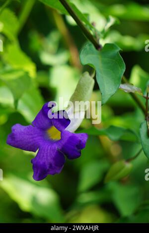 Thunbergia erecta (cespuglio, mantello del re, cespuglio di patate). È stato usato come medicina tradizionale per l'insonnia e la depressione Foto Stock