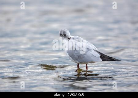 ritratto verticale di un gabbiano su una pietra nel lago Foto Stock