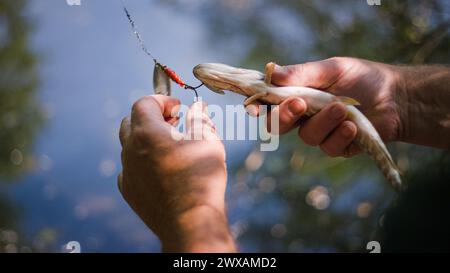 Le mani dei pescatori sportivi che tengono un pesce catturato sul gancio da pesca, rilasciandolo delicatamente in acqua. Concetti di angolatura e cattura e rilascio. Foto Stock
