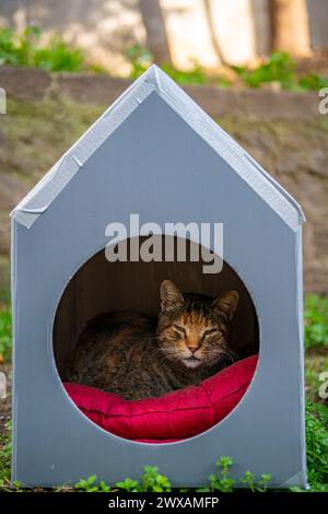 Un gatto randagio guarda fuori dalla sua casa di cartoni a Istanbul, Turchia, città dei gatti Foto Stock