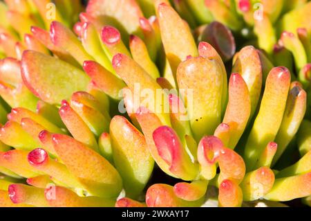 Crassula ovata gollum succulento all'aperto con foglie tubulari a forma di tromba e cime rosse Foto Stock