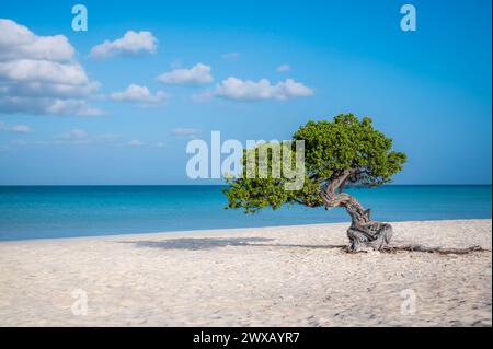 Albero di Fofoti - Divi Divi o Watapana - su Eagle Beach, Aruba, Mar dei Caraibi Foto Stock