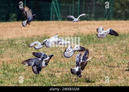 Francia, Nouvelle-Aquitaine, Saint-Paul-lès-Dax, piccolo gregge di Feral Pigeons che prende il volo nel Parkland vicino a Lac de Christus Foto Stock