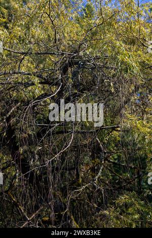 Francia, Nouvelle-Aquitaine, Saint-Paul-lès-Dax, aggrovigliava i rami di Willow sopra il Lac de Christus Foto Stock