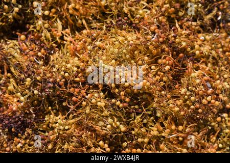 Le alghe Sargassum si sono riversate in grandi quantità sulle spiagge di Las Palmas de Gran Canaria Foto Stock