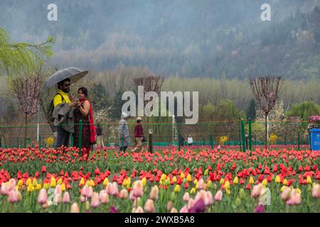 Srinagar, Jammu e Kashmir, India. 29 marzo 2024. Una coppia di turisti viene vista con un ombrello, scattando foto e ammirando i fiori di tulipani durante una giornata di pioggia al Indira Gandhi Memorial Tulip Garden di Srinagar. Situato tra il lago dal e le colline di Zabarwan, è il più grande giardino di tulipani dell'Asia, contenente una vasta collezione di oltre 1,5 milioni di tulipani in diversi colori e sfumature. (Immagine di credito: © Adil Abass/ZUMA Press Wire) SOLO PER USO EDITORIALE! Non per USO commerciale! Crediti: ZUMA Press, Inc./Alamy Live News Foto Stock