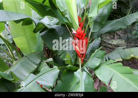 Scarlet Banana o Red-fioritura Banana, Heliconia, Musa coccinea, Musaceae. Costa Rica. Foto Stock