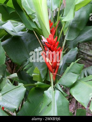 Scarlet Banana o Red-fioritura Banana, Heliconia, Musa coccinea, Musaceae. Costa Rica. Foto Stock