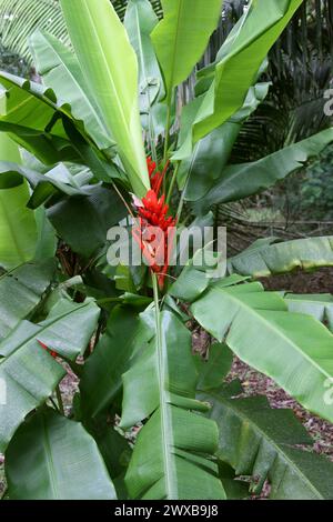 Scarlet Banana o Red-fioritura Banana, Heliconia, Musa coccinea, Musaceae. Costa Rica. Foto Stock