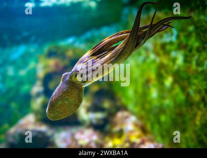 Polpo comune (Octopus vulgaris) che nuota Foto Stock