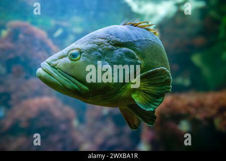 Dusky Grouper, (Epinephelus marginatus) chiamato anche Yellowbelly Grouper . Vista laterale Foto Stock