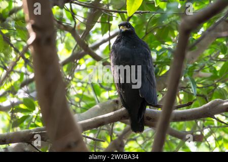 Falco Nero comune, Buteogallus anthracinus, appollaiato su un ramo nella foresta che guarda oltre le spalle Foto Stock