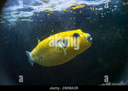 Puffer giallo macchiato nero o Puffer Fish Arothron Nigropunctatus nuoto in acqua. Foto Stock