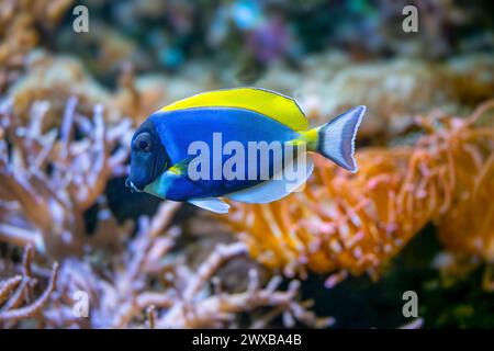 Powderblue surgeonfish, Acanthurus leucosternon / Weißkehl-Doktorfisch Foto Stock
