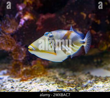 Picasso pesce persico (Rhinecanthus assasi) Mar Rosso Foto Stock