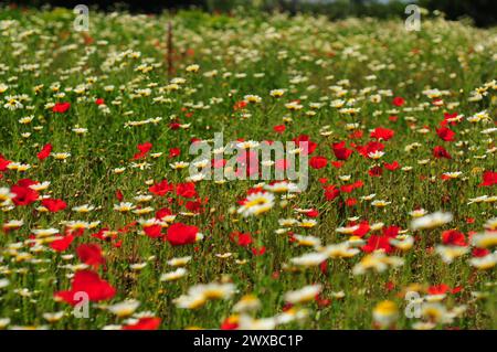 Prato colorato con papaveri in fiore e Margarita a Cala Millor Maiorca in Una splendida giornata di sole primaverili Foto Stock