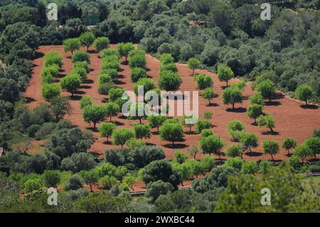 Vista dalla Cappella Santuari De la Consolacio di Un gruppo di mandorli di Maiorca in Un meraviglioso giorno di Primavera soleggiata Foto Stock