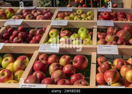 Presentazione di diverse varietà di mele, Renania-Palatinato, Germania Foto Stock