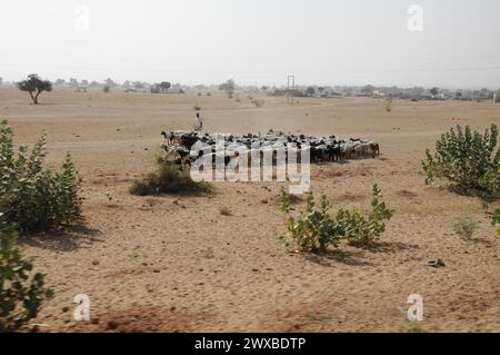 Branco di pecore che si trova insieme nell'arido paesaggio del deserto del Thar, Rajasthan, India settentrionale, India Foto Stock