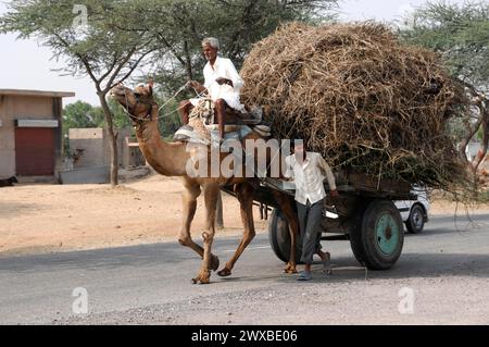 Un uomo cavalca un carro di cammelli carico di fieno su una strada del villaggio, Rajasthan, India del Nord, India Foto Stock