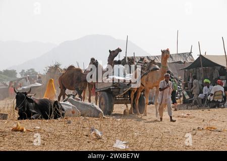 Mercato dei cammelli, fiera, persone, mercato dei matrimoni, animali, città deserta di Pushkar, (Fiera dei cammelli di Pushkar), scena di un mercato polveroso con cammelli, un carro di legno Foto Stock