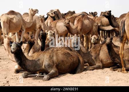 Mercato dei cammelli, Pushkar Mela, Pushkar, Un gruppo di cammelli che riposano nel deserto, Rajasthan, India Foto Stock