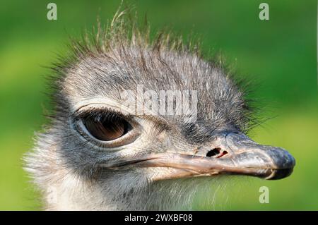 Struzzo comune (Struthio camelus), ritratto di animali, prigioniero, primo piano di una faccia di struzzo con particolare attenzione alle piume della testa piume, Stoccarda, Germania Foto Stock