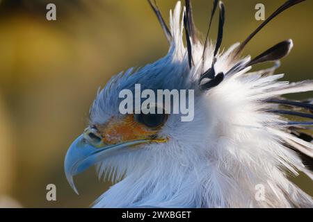 Uccello segretario (Sagittarius serpentarius), rapace, ritratto, primo piano, che si svolge in Africa, prigioniero, Renania settentrionale-Vestfalia, Germania Foto Stock