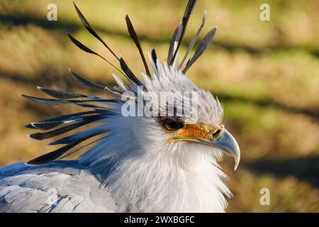 Uccello segretario (Sagittarius serpentarius), rapace, ritratto, primo piano, che si svolge in Africa, prigioniero, Renania settentrionale-Vestfalia, Germania Foto Stock