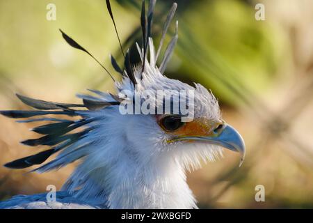 Uccello segretario (Sagittarius serpentarius), rapace, ritratto, primo piano, che si svolge in Africa, prigioniero, Renania settentrionale-Vestfalia, Germania Foto Stock