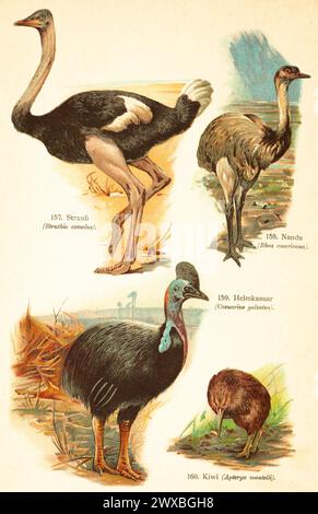 Struzzo africano (Struthio camelus), Nandu (Rhea americana), cassowary a doppio wattling (casuarius casuarius), Kiwi (Apteryx mantelli) uccelli del Foto Stock