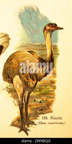 Nandu (Rhea americana) World of Birds, illustrazione storica 1890 Foto Stock