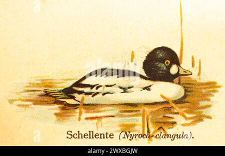 Comune goldeneye (Bucephala clangula) acqua, nuoto, mondo di uccelli, illustrazione storica 1890 Foto Stock