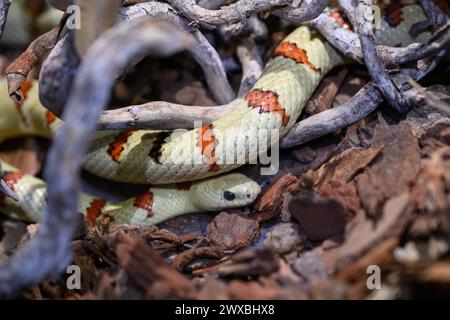 Zagabria, Croazia. 29 marzo 2024. Kingsnake (Lampropeltis getula) è visto alla mostra di serpenti e pappagalli al Family Mall il 29 marzo 2024 a Zagabria, Croazia. Foto: Davor Puklavec/PIXSELL credito: Pixsell/Alamy Live News Foto Stock