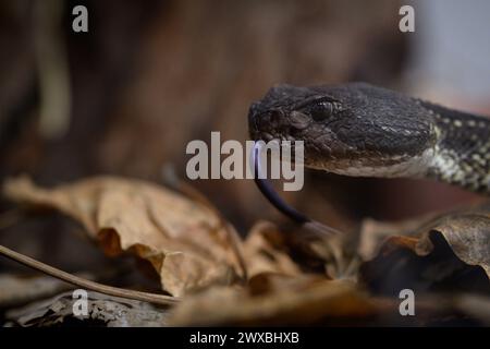 Zagabria, Croazia. 29 marzo 2024. Il serpente a sonagli dalla coda nera è visto alla mostra di serpenti e pappagalli al Family Mall il 29 marzo 2024 a Zagabria, Croazia. Foto: Davor Puklavec/PIXSELL credito: Pixsell/Alamy Live News Foto Stock