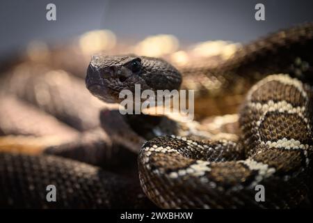 Zagabria, Croazia. 29 marzo 2024. Il serpente a sonagli dalla coda nera è visto alla mostra di serpenti e pappagalli al Family Mall il 29 marzo 2024 a Zagabria, Croazia. Foto: Davor Puklavec/PIXSELL credito: Pixsell/Alamy Live News Foto Stock