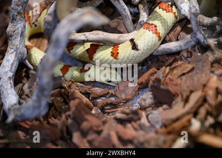 Zagabria, Croazia. 29 marzo 2024. Kingsnake (Lampropeltis getula) è visto alla mostra di serpenti e pappagalli al Family Mall il 29 marzo 2024 a Zagabria, Croazia. Foto: Davor Puklavec/PIXSELL credito: Pixsell/Alamy Live News Foto Stock