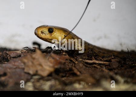 Zagabria, Croazia. 29 marzo 2024. Naja nivea (Cape Cobra) è visibile alla mostra di serpenti e pappagalli al Family Mall il 29 marzo 2024 a Zagabria, Croazia. Foto: Davor Puklavec/PIXSELL credito: Pixsell/Alamy Live News Foto Stock