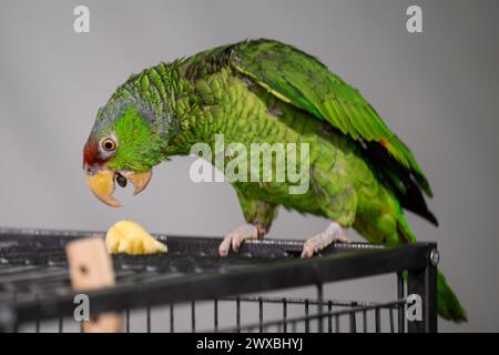 Zagabria, Croazia. 29 marzo 2024. Il pappagallo è visto alla mostra di serpenti e pappagalli al Family Mall il 29 marzo 2024 a Zagabria, Croazia. Foto: Davor Puklavec/PIXSELL credito: Pixsell/Alamy Live News Foto Stock