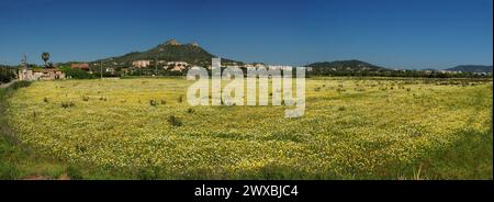 Vista panoramica su Un prato colorato con fiori selvatici in fiore a Cala Millor Maiorca in Una meravigliosa giornata di sole primaverili con Un cielo azzurro Foto Stock