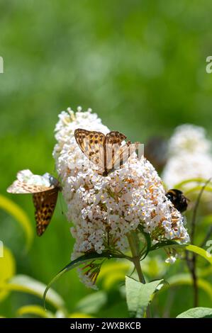 Farfalla "Emperor Mantle" (Argynnis paphia) sulla buddleia bianca nella natura verde Foto Stock