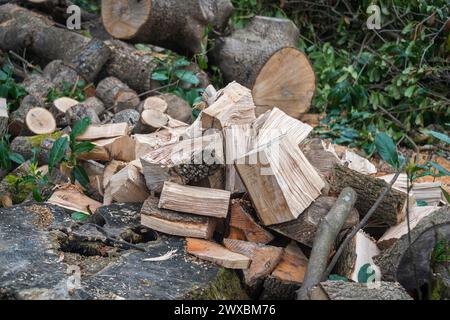 Tagliare l'albero con il legno tritato in una foresta. Foto Stock