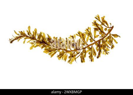 Alghe brune Sargassum muticum con galleggianti rotondi pieni di gas. Alghe giapponesi wireweed o japweed con vescicole aeree isolate su bianco. Foto Stock