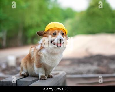 un simpatico lavoratore un cucciolo di cane corgi con un casco giallo da operaio edile è seduto fuori Foto Stock