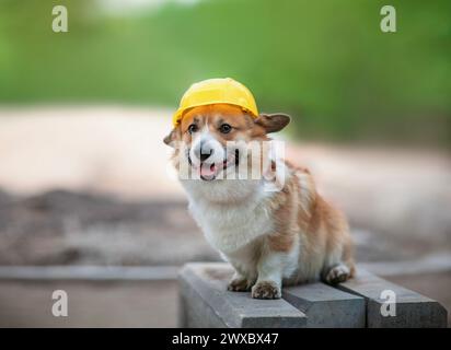 un simpatico lavoratore un cucciolo di cane corgi con un casco giallo da operaio edile è seduto fuori Foto Stock